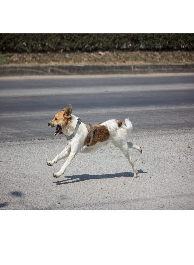 Trixie Premium H-Harness Belt for Dogs, Stylish Design, Adjustable Webbing Tape, Strain Relief, Lightweight & Adjustable Straps (L-XL, Graphite) - Image 5